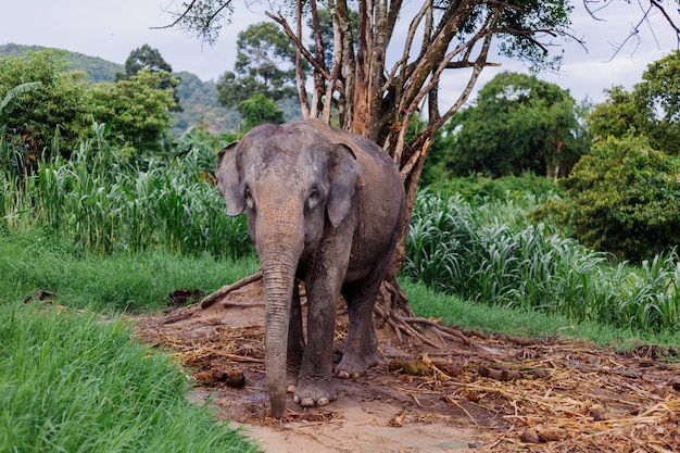 Retrato de beuatiful elefante asiático tailandés se encuentra en campo verde Elefante con colmillos cortados recortados