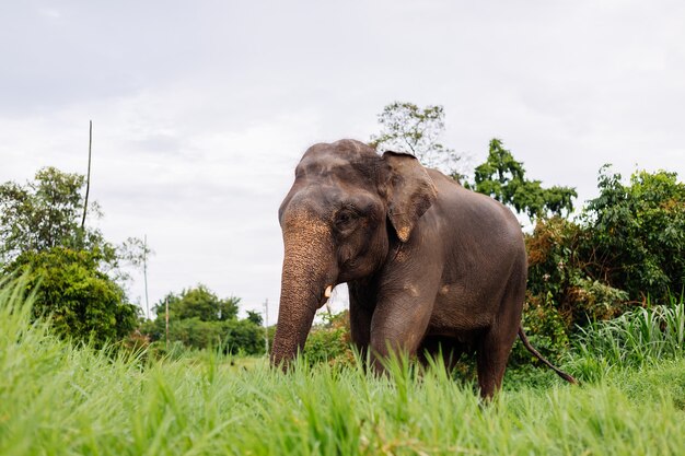 Retrato de beuatiful elefante asiático tailandés se encuentra en campo verde Elefante con colmillos cortados recortados