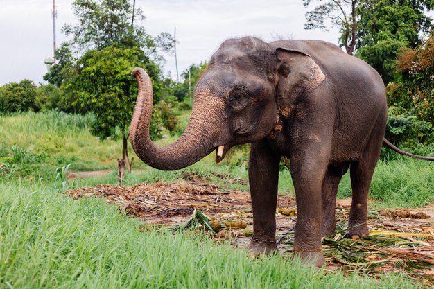 Retrato de beuatiful elefante asiático tailandés se encuentra en campo verde Elefante con colmillos cortados recortados