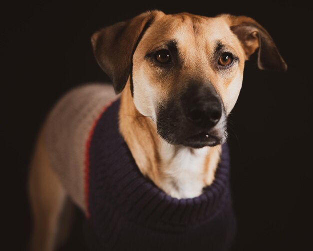 Retrato de un Black Mouth Cur doméstico en un suéter