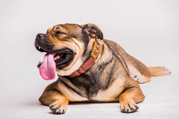 Retrato de bulldog con su lengua fuera sobre fondo blanco