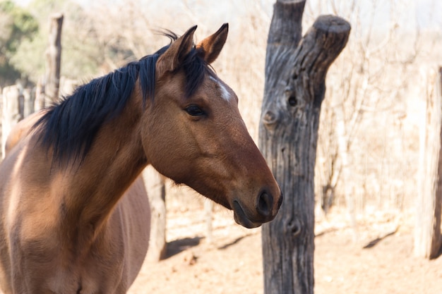 Retrato de caballo marrón en el campo