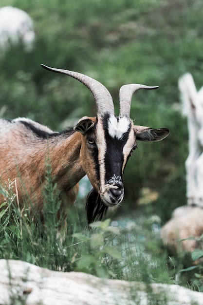 Retrato de una cabra en el campo