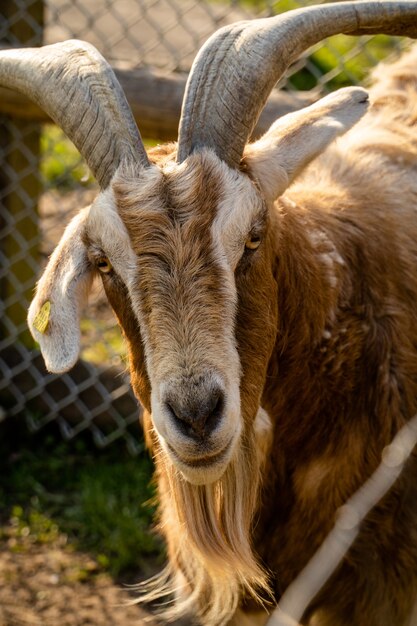 Retrato de una cabra marrón con cuernos descansando en la granja