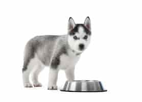 Foto gratuita retrato de cachorro de perro husky siberiano llevado y lindo parado cerca de la placa de plata con agua o comida perrito gracioso con ojos azules, pelaje gris y negro. .