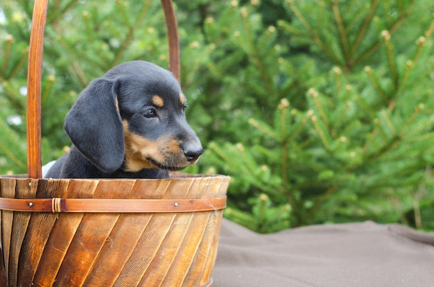 Retrato de cachorro de perro salchicha negro