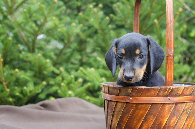 Retrato de cachorro de perro salchicha negro