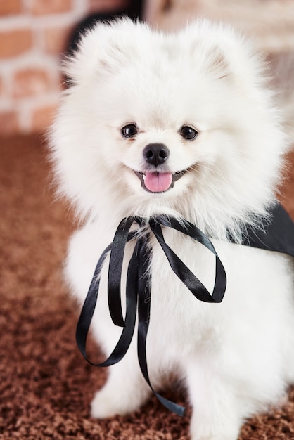 Retrato de cachorro en traje de superhéroe