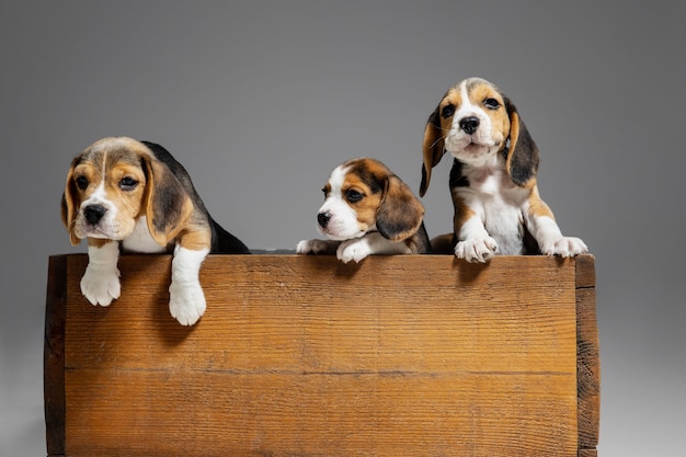 Retrato de cachorros beagle en gris