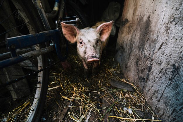 Retrato de un cerdo en la pocilga.