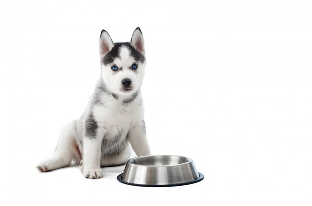 Retrato de divertido y lindo cachorro de perro husky siberiano de pie contra la placa de plata con agua o comida. Perrito gracioso con ojos azules, pelaje gris y negro