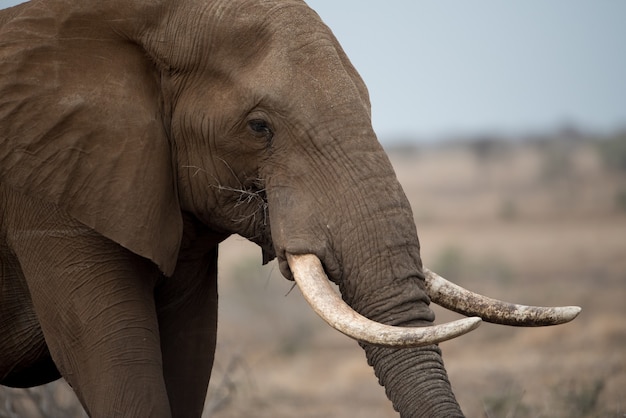 Retrato, de, elefante africano