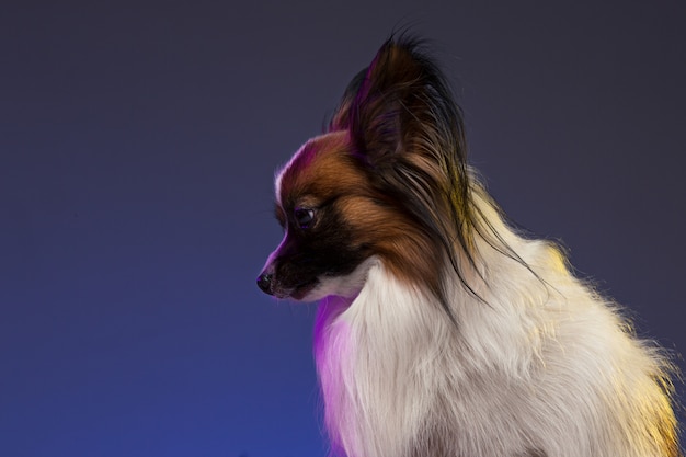 Retrato de estudio de un pequeño cachorro bostezando Papillon