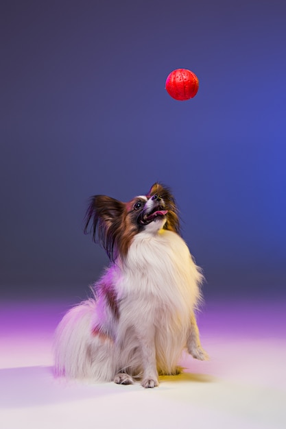 Retrato de estudio de un pequeño cachorro bostezando Papillon