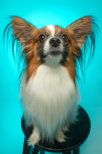 Retrato de estudio de un pequeño cachorro bostezando Papillon