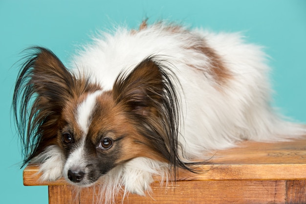 Retrato de estudio de un pequeño cachorro bostezando Papillon