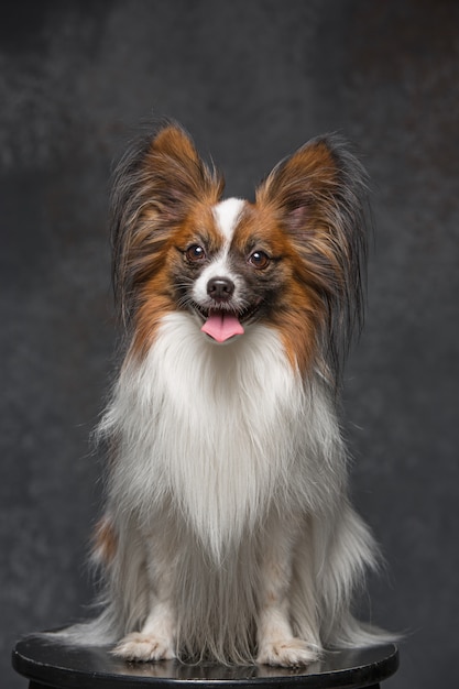 Foto gratuita retrato de estudio de un pequeño cachorro bostezando papillon