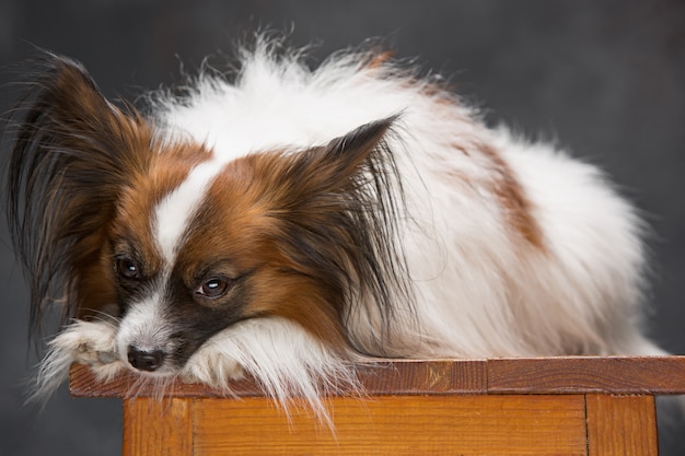 Retrato de estudio de un pequeño cachorro bostezando Papillon