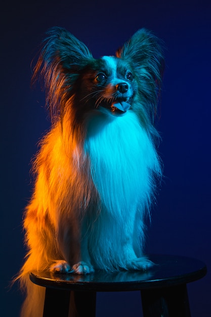 Retrato de estudio de un pequeño cachorro bostezando Papillon