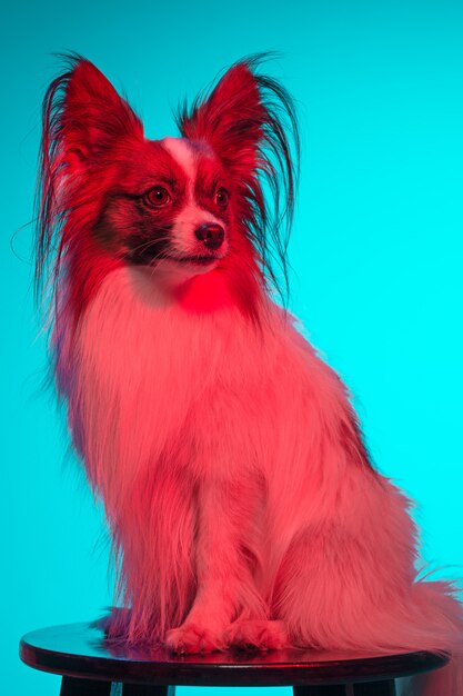 Retrato de estudio de un pequeño cachorro bostezando Papillon