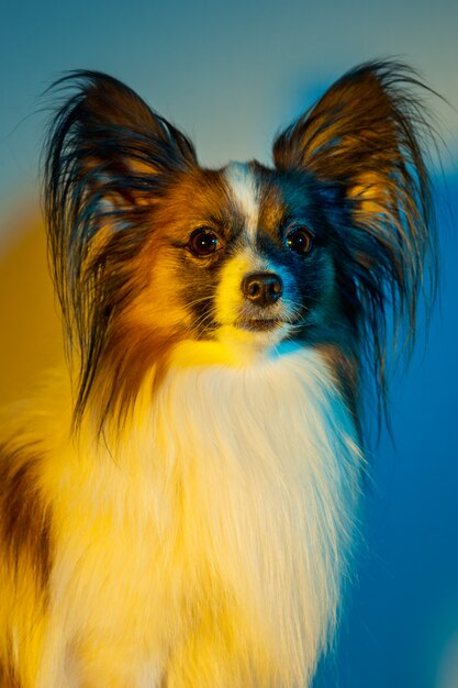 Retrato de estudio de un pequeño cachorro bostezando Papillon