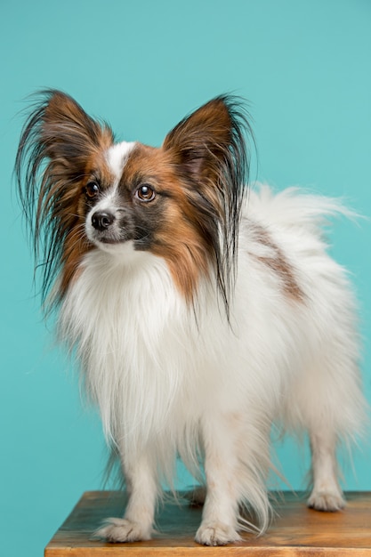 Retrato de estudio de un pequeño cachorro bostezo