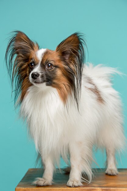 Retrato de estudio de un pequeño cachorro bostezo