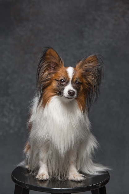 Retrato de estudio de un pequeño cachorro bostezo