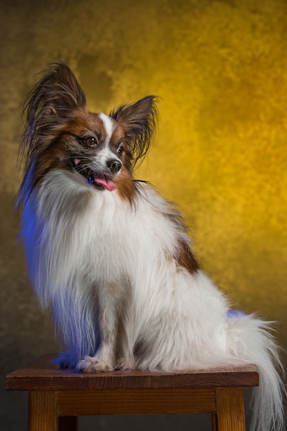 Retrato de estudio de un pequeño cachorro bostezo