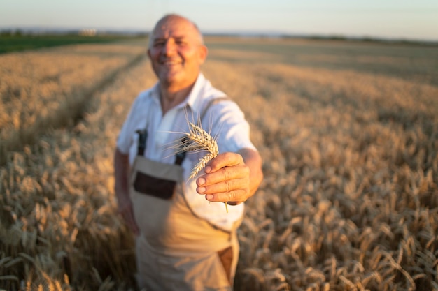 Foto gratuita retrato de exitoso agrónomo agricultor senior de pie en campo de trigo y sosteniendo cultivos de trigo