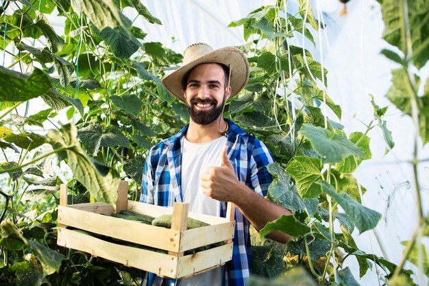 Retrato del exitoso joven agricultor barbudo sosteniendo los pulgares hacia arriba y la caja llena de pepinos frescos en invernadero