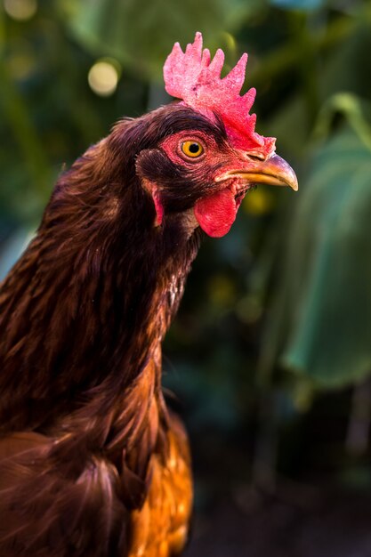 Retrato de un gallo