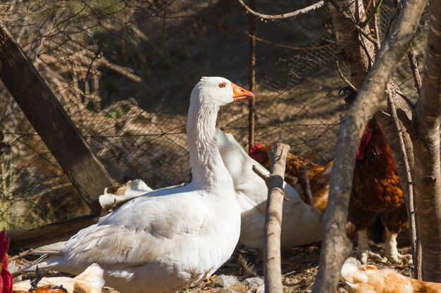 Retrato del ganso en el gallinero en la granja