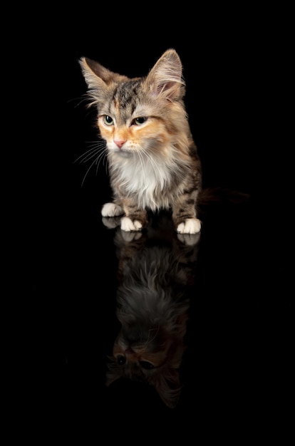 Retrato de gatito gato del bosque siberiano posando aislado en la pared negra del estudio