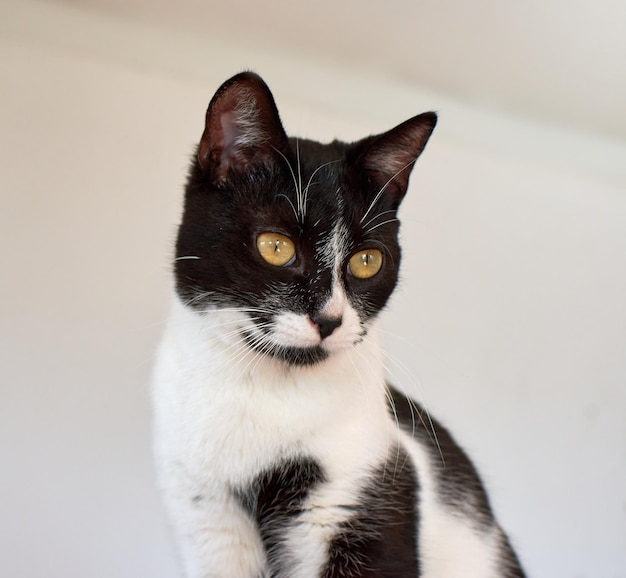 Retrato de un gato blanco y negro