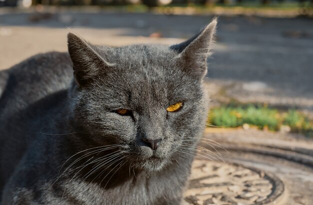 Retrato de un gato gris sin hogar sentado en el suelo, en la tapa de un pozo. De cerca, enfoque selectivo. Problemas de animales abandonados