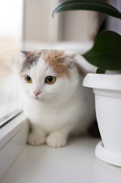 Retrato de gato hermoso de cerca