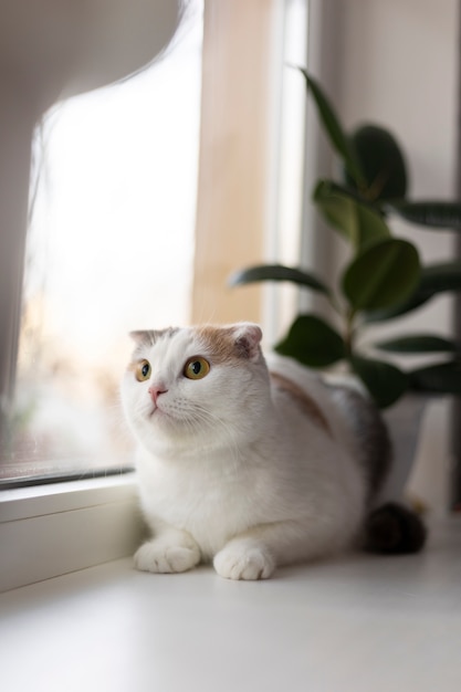 Foto gratuita retrato de gato hermoso de cerca