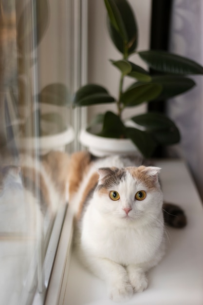 Retrato de gato hermoso de cerca