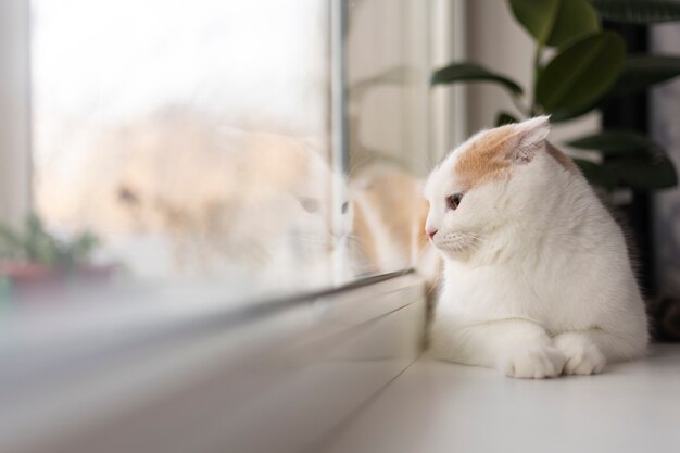 Retrato de gato hermoso de cerca