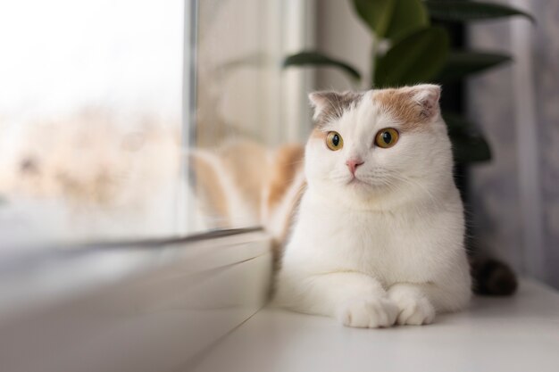 Retrato de gato hermoso de cerca