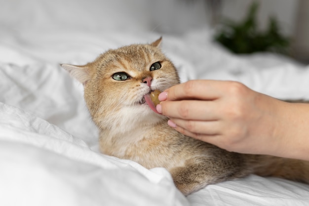 Retrato de gato hermoso de cerca