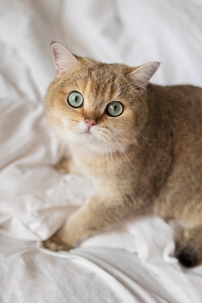 Retrato de gato hermoso de cerca
