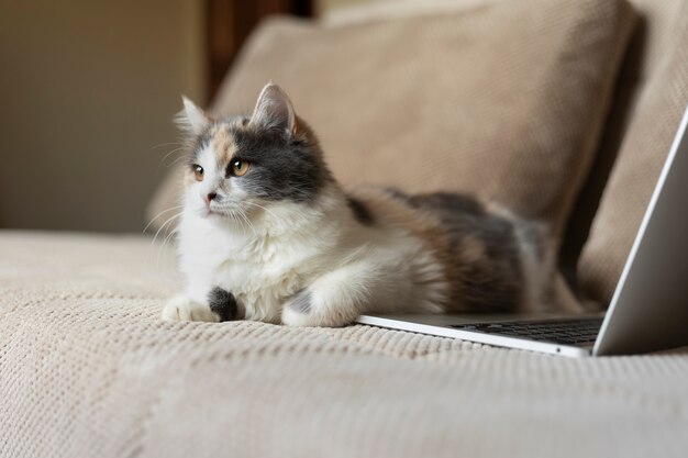 Retrato de gato hermoso de cerca