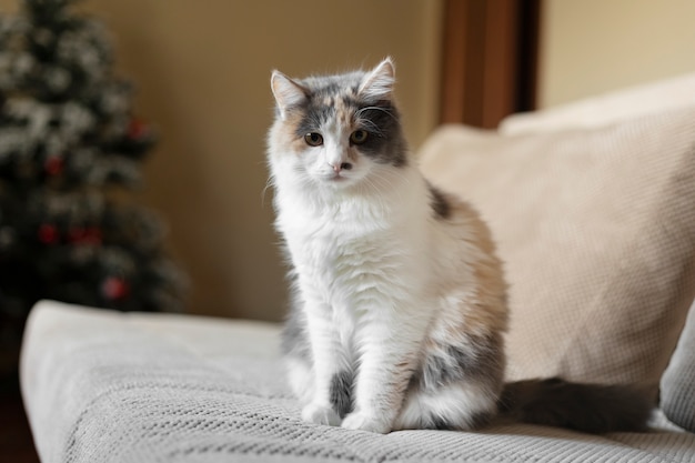 Retrato de gato hermoso de cerca