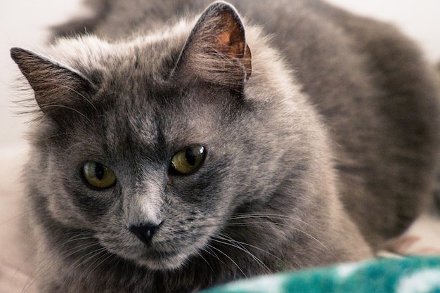 retrato de gato hermoso