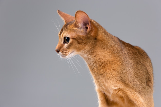 Retrato de gato joven abisinio de raza pura