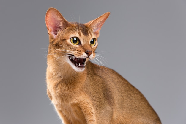 Retrato de gato joven abisinio de raza pura