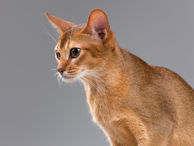 Retrato de gato joven abisinio de raza pura