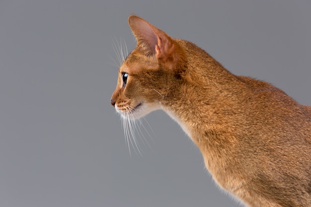 Foto gratuita retrato de gato joven abisinio de raza pura